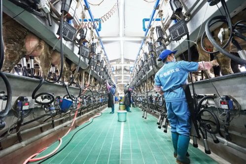 新乳業(yè)發(fā)布業(yè)績(jī)預(yù)告 上半年收入預(yù)計(jì)同比增長(zhǎng)超60%，數(shù)字技術(shù)服務(wù)驅(qū)動(dòng)強(qiáng)勁增長(zhǎng)